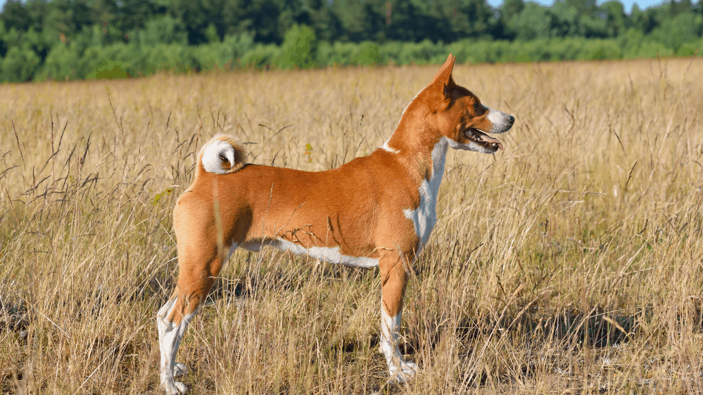 Basenjis originated in Egypt and are brilliant and sturdy.
