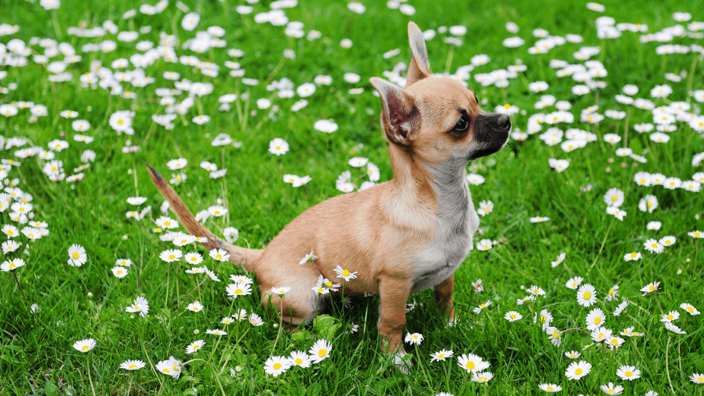 Chihuahuas often have a long life expectancy.