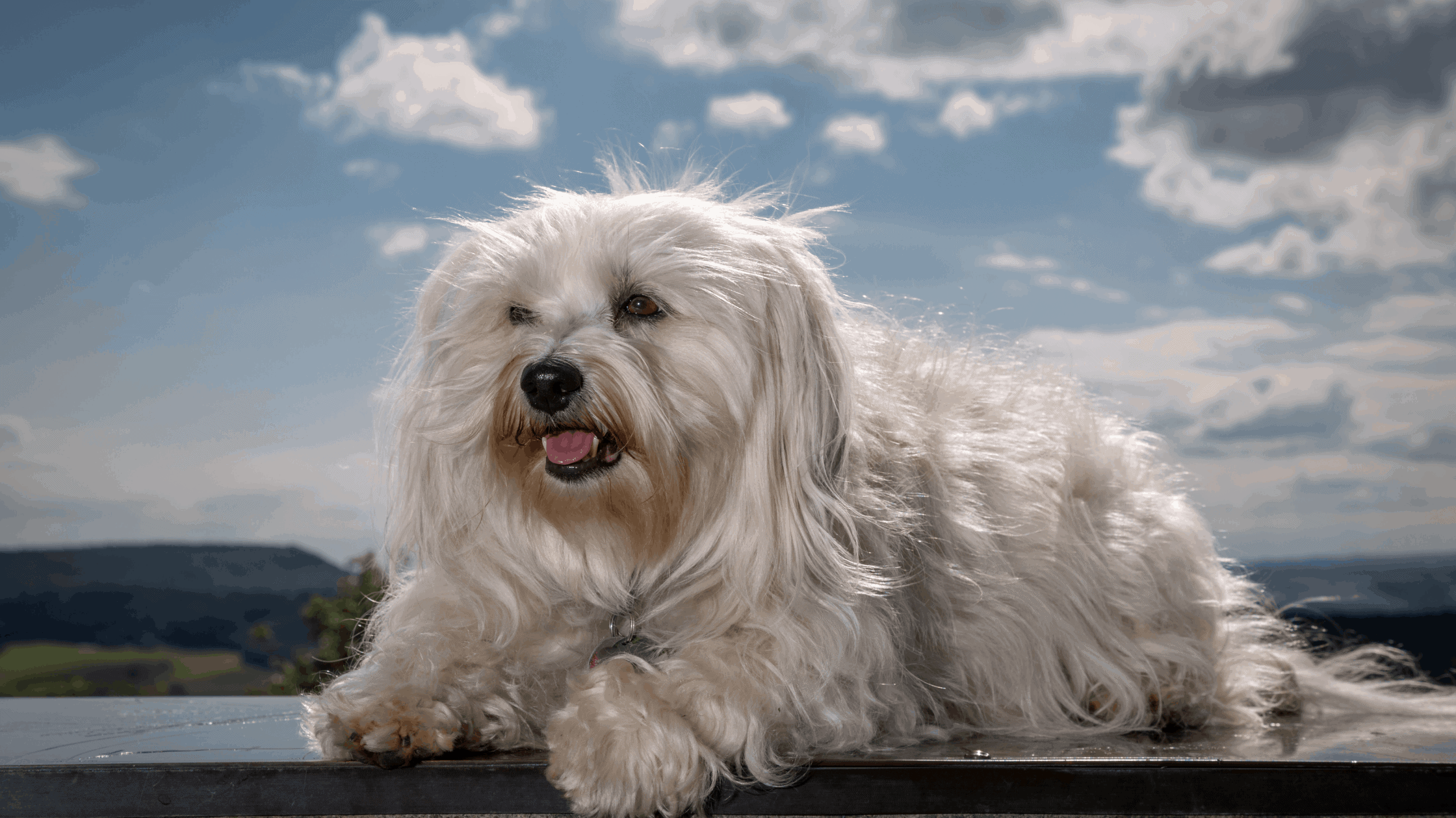 Havanese dogs are sociable and have a long lifespan.