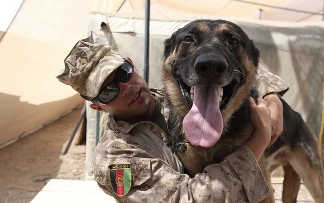 Honoring the US Army K9 Corps for K-9 Veterans Day, March 13th
