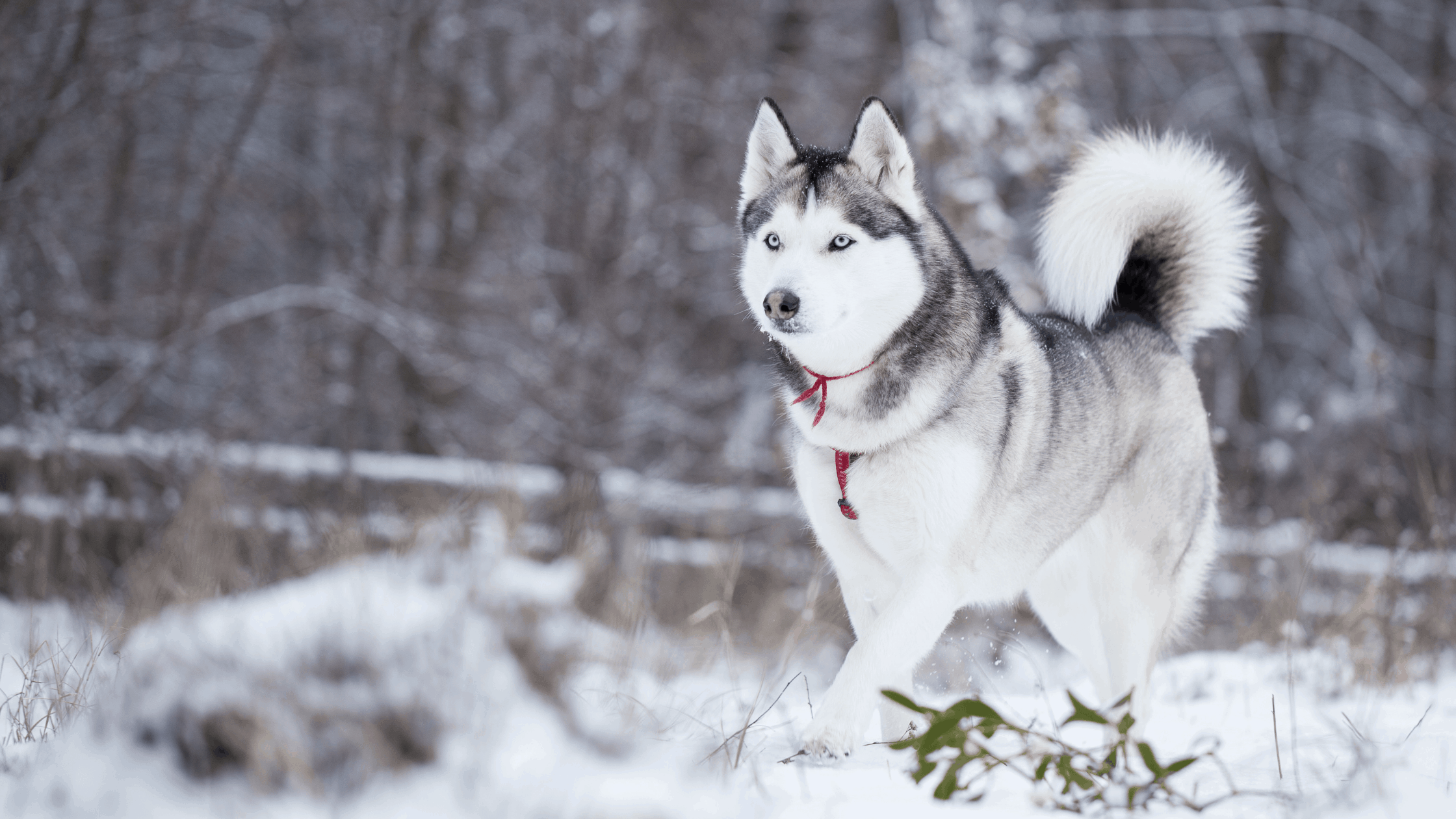 The Siberian Husky are energetic and could have a long life span.