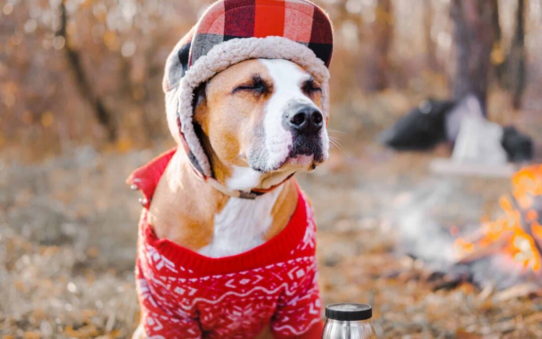 7 Tips for Keeping Your Dog Safe This Winter