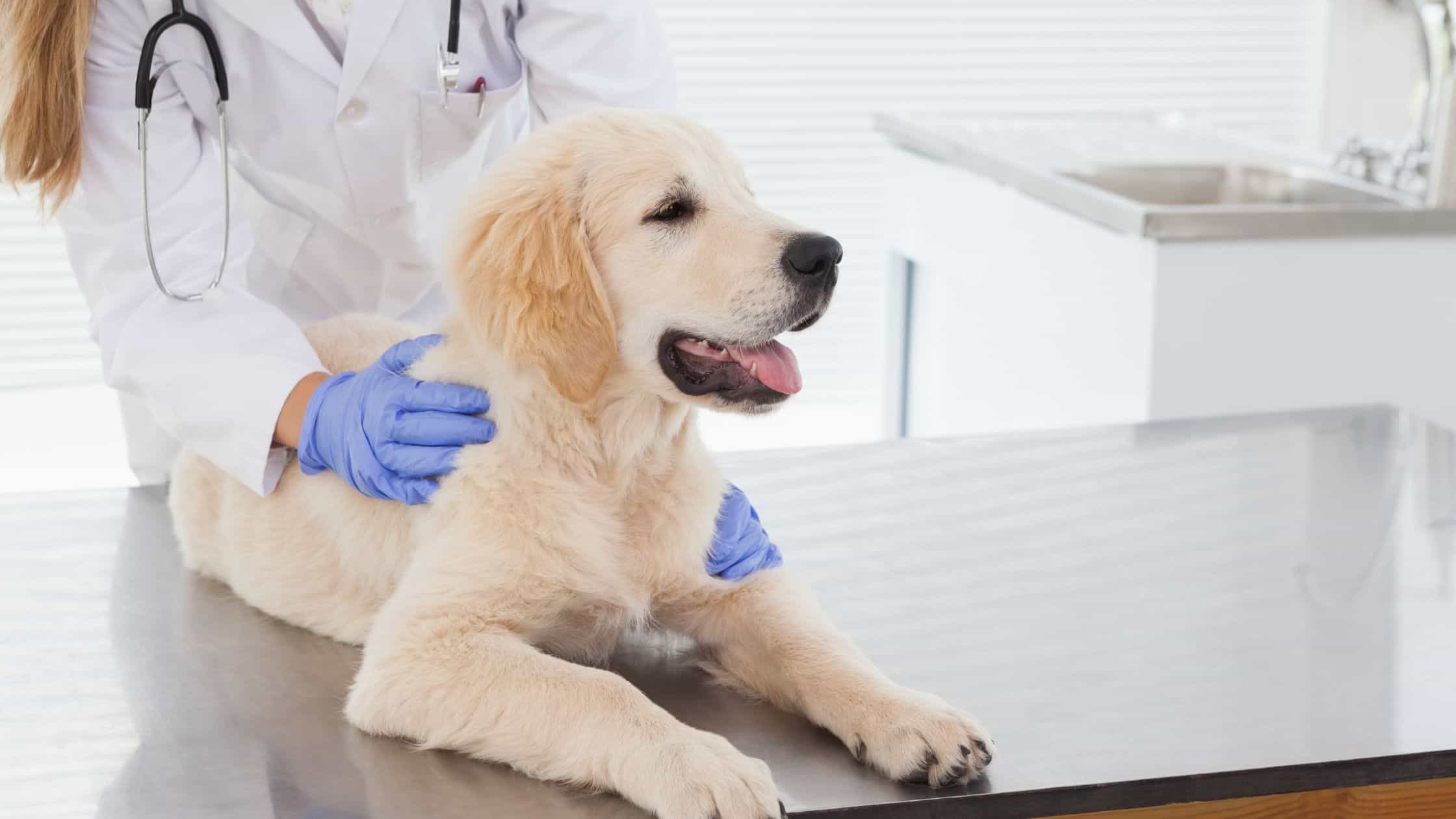 Benefits of having pet insurance from a veterinarian's point of view