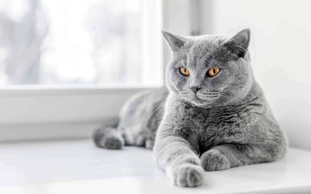 Pros and Cons of Indoor Vs. Outdoor Cats