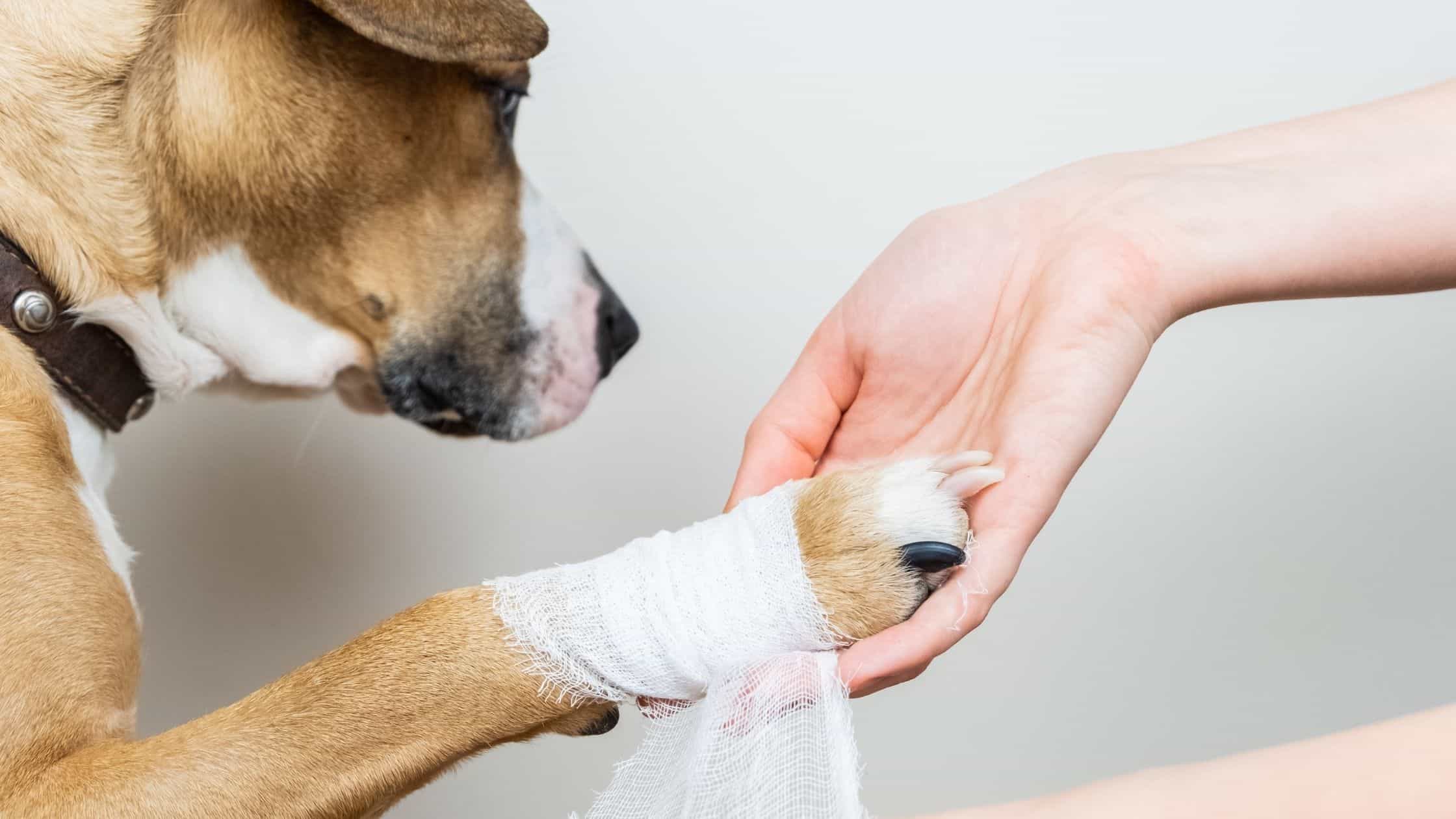 A dog with bandaged paw