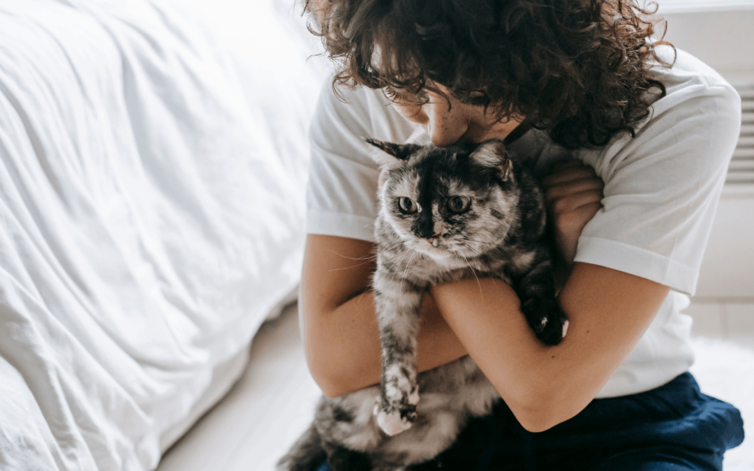 Should You Get Pet Insurance for Senior Cats?