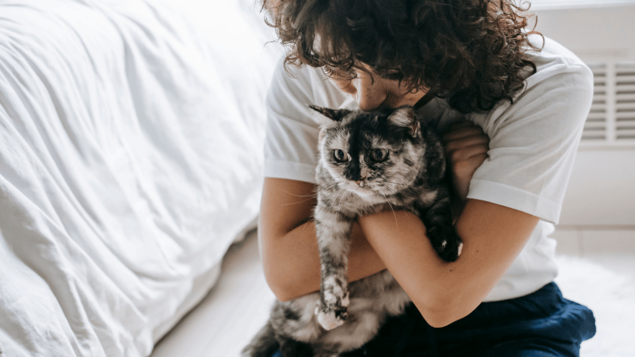 Should You Get Pet Insurance for Senior Cats? Get Odie