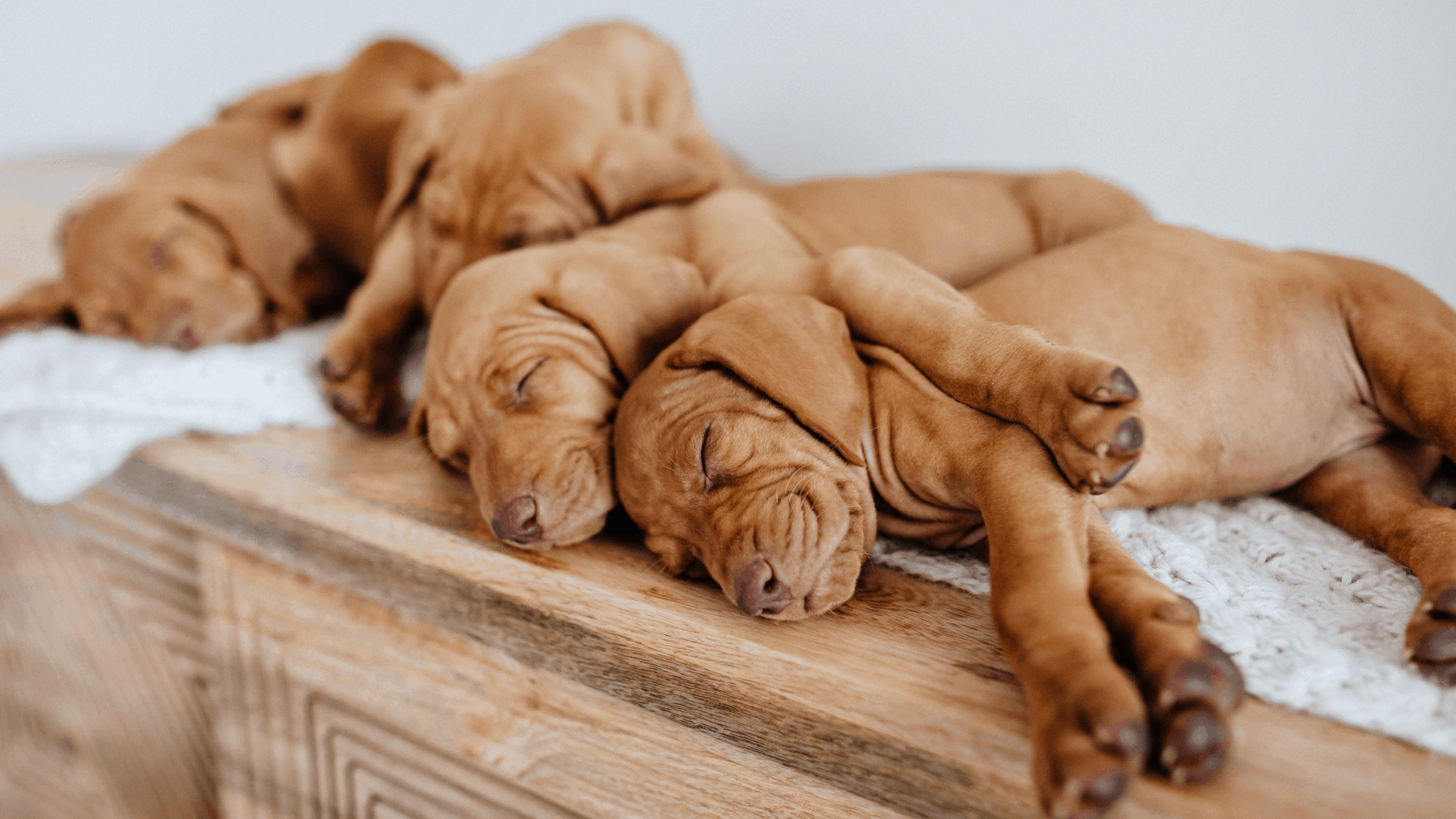 Four sleeping vizla puppies