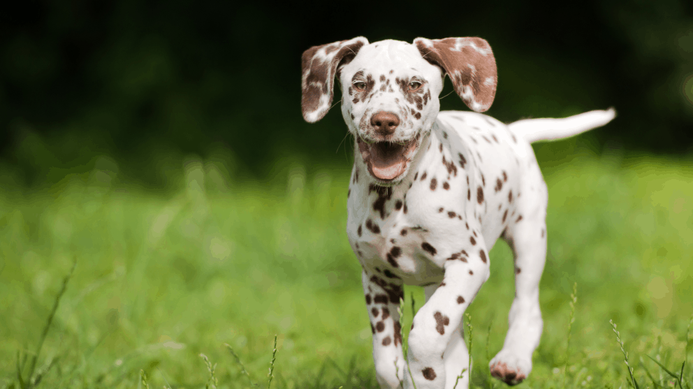 The Pros and Cons of a Puppy Insurance Plan