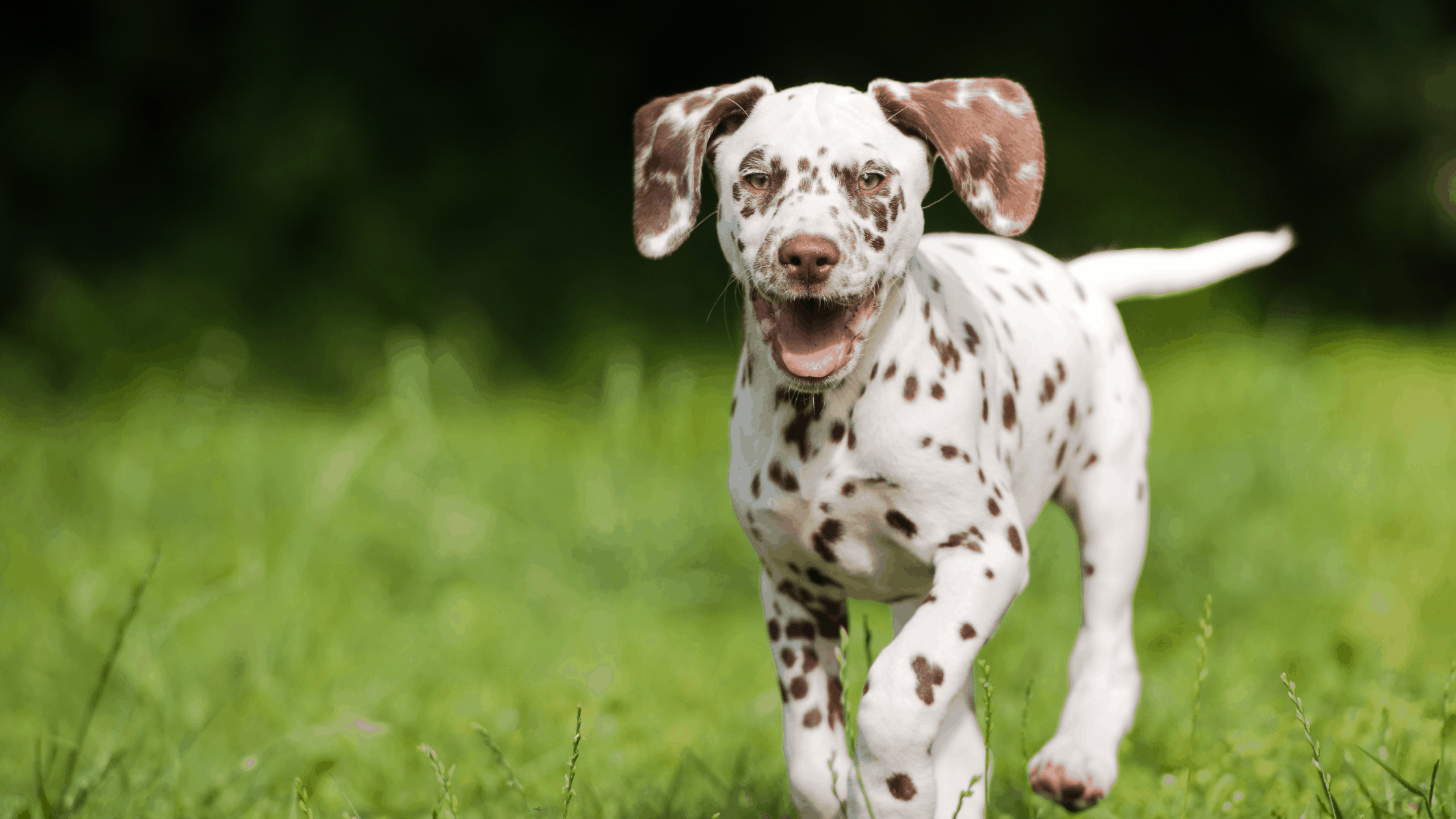 Pros and Cons of Puppy Insurance