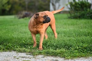 Bullmastiffs' are couch potatoes, perfect for busy pet owners.