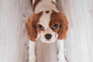 Cavalier King Charles Spaniels are gentle and hypoallergenic.