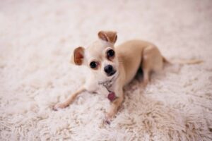 Chihuahuas' small size means they do not need much outdoor exercise.