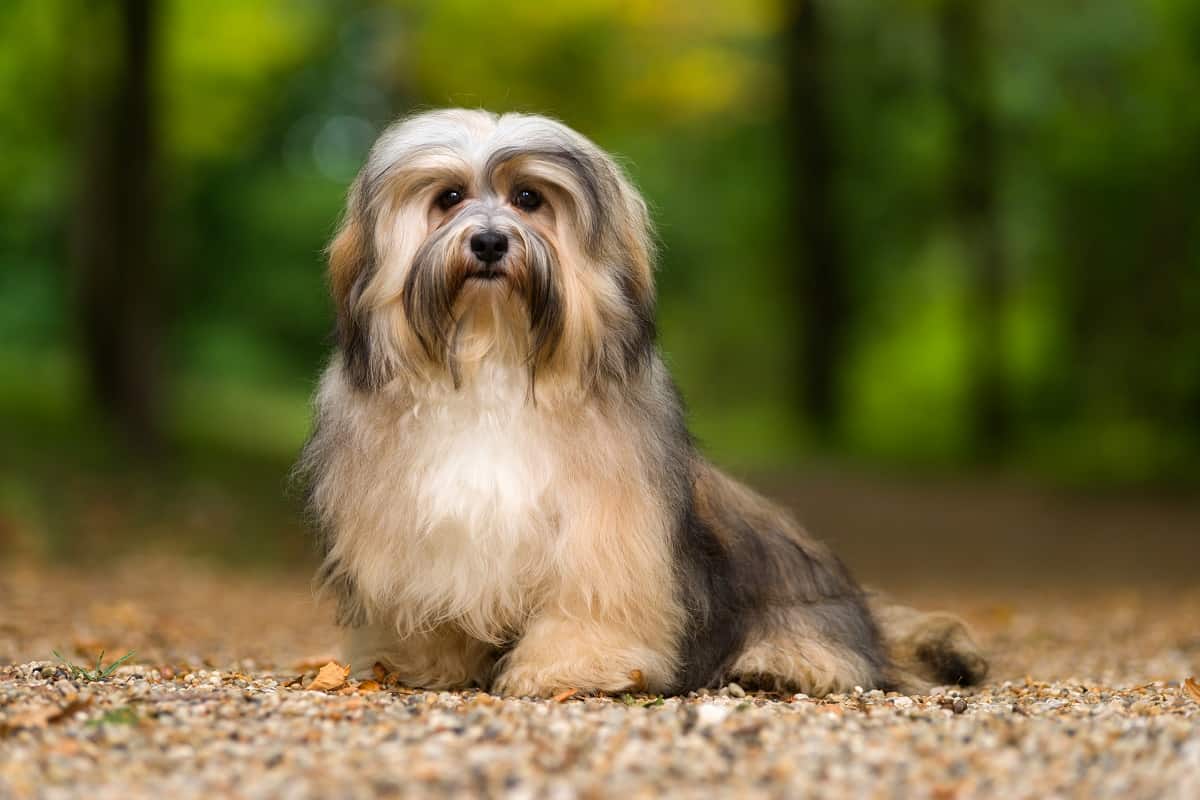 Havanese dogs have this adaptable nature to them which makes them a great companion.