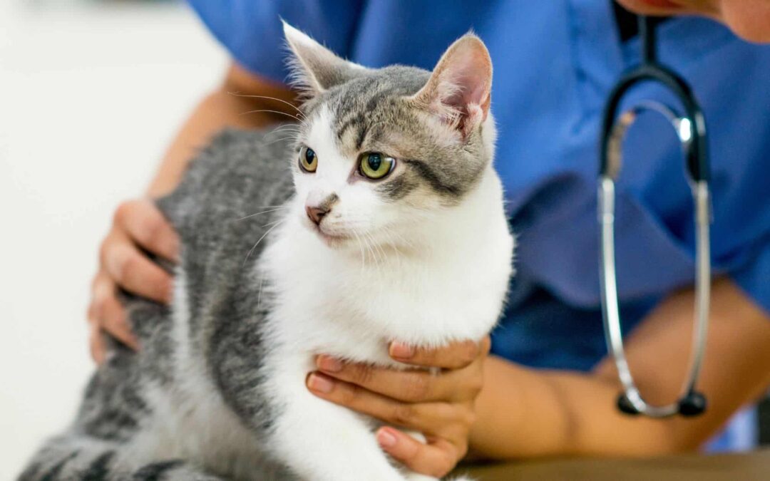 8 Questions to Ask During Your Cats’ Vet Visit