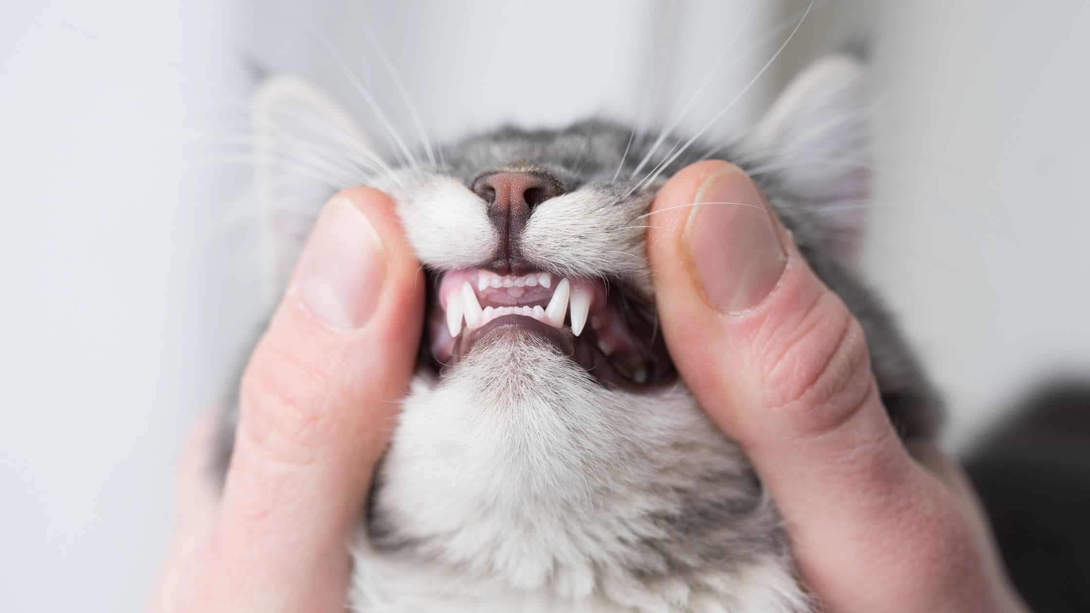 Cat clean teeth