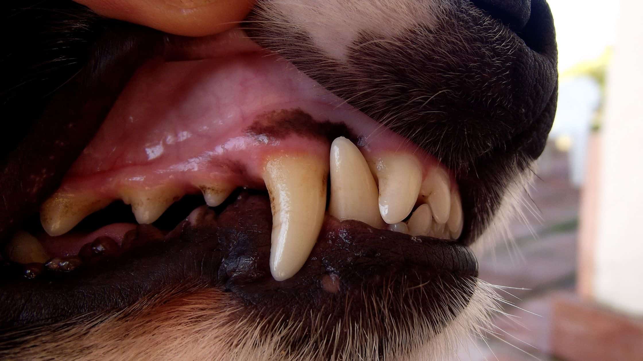 Dog Dental Disease