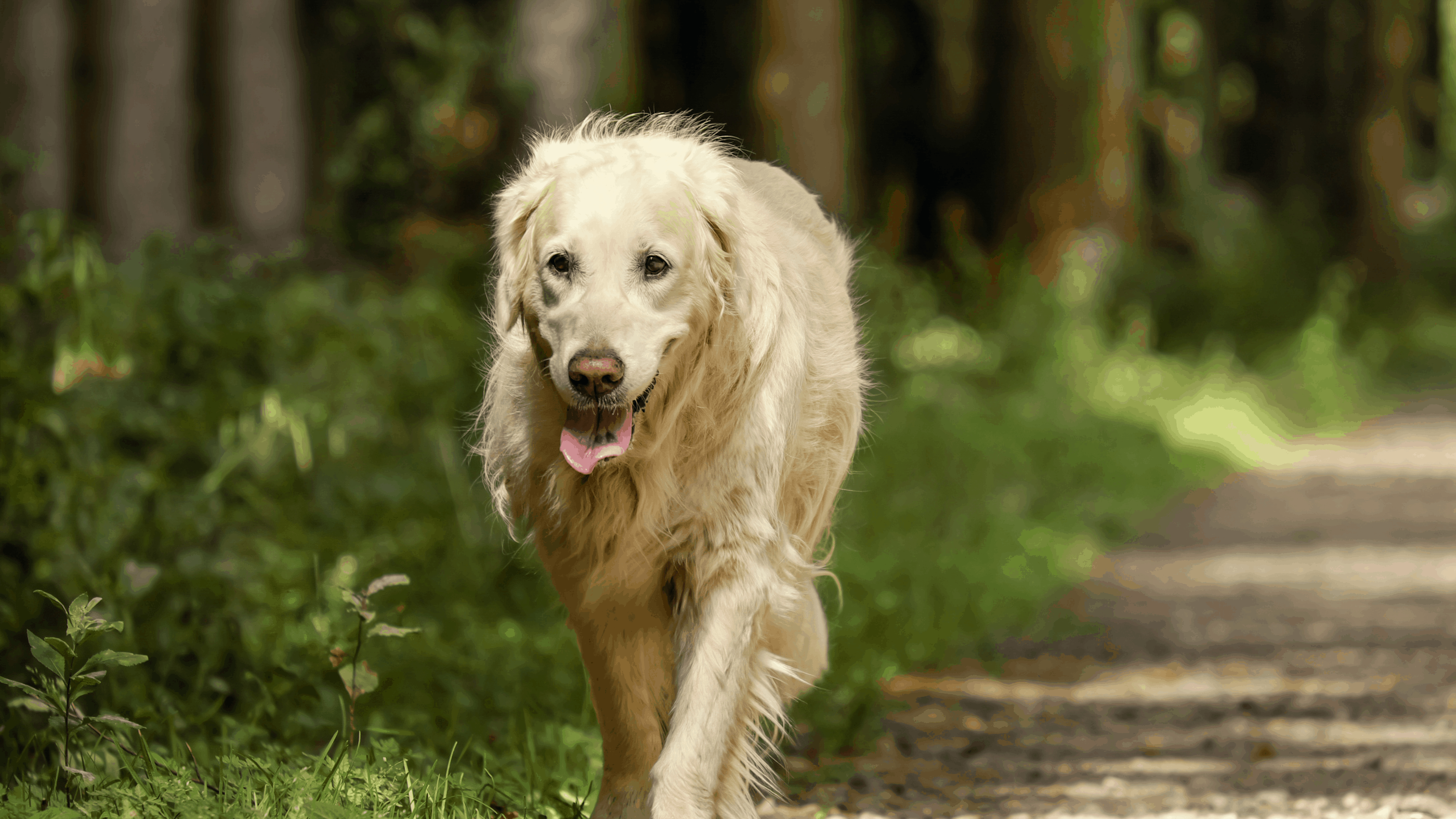 Exercising helps release your dog's energy.