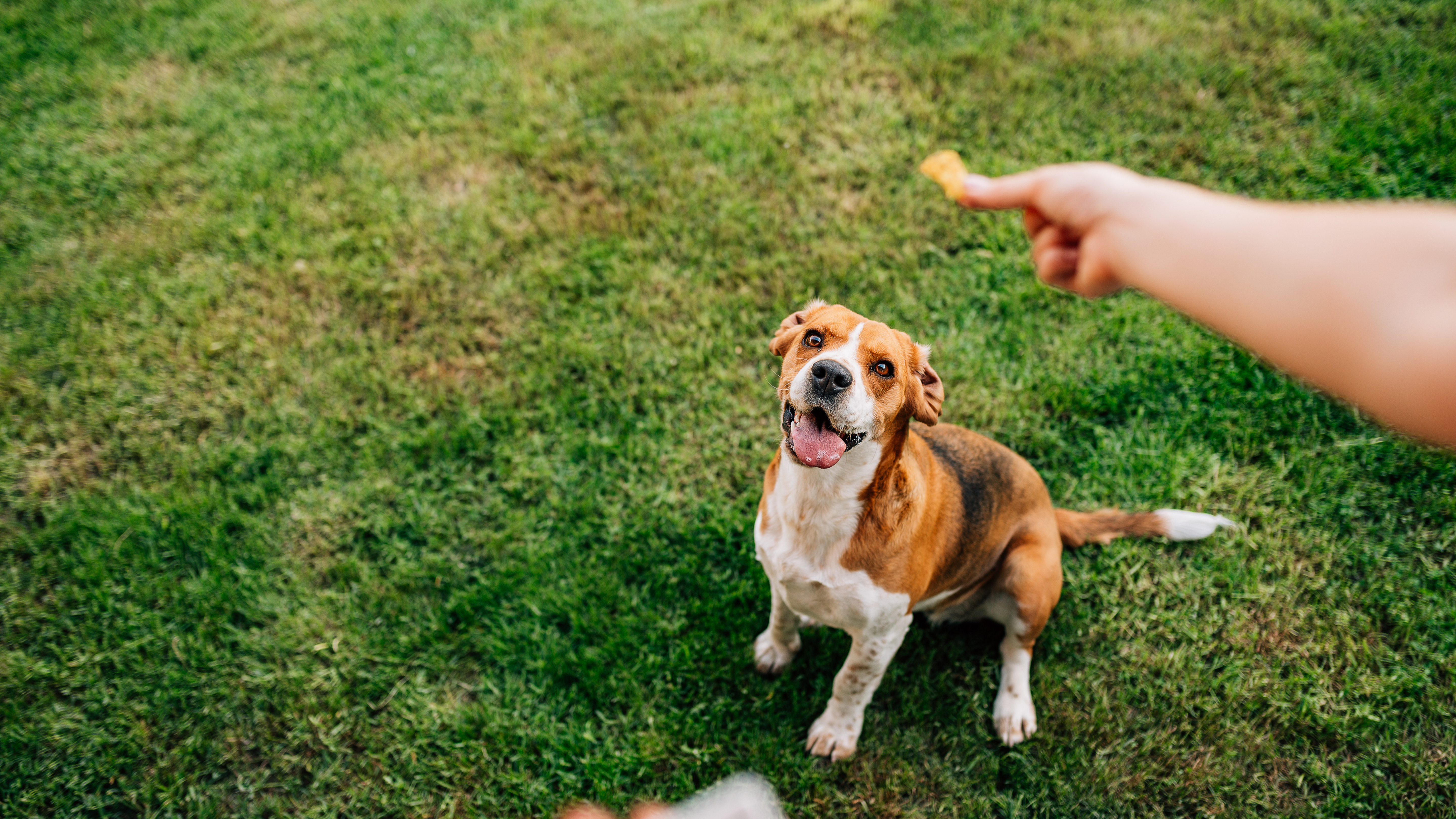 Giving your dog a treat helps let them know that they did a good job.