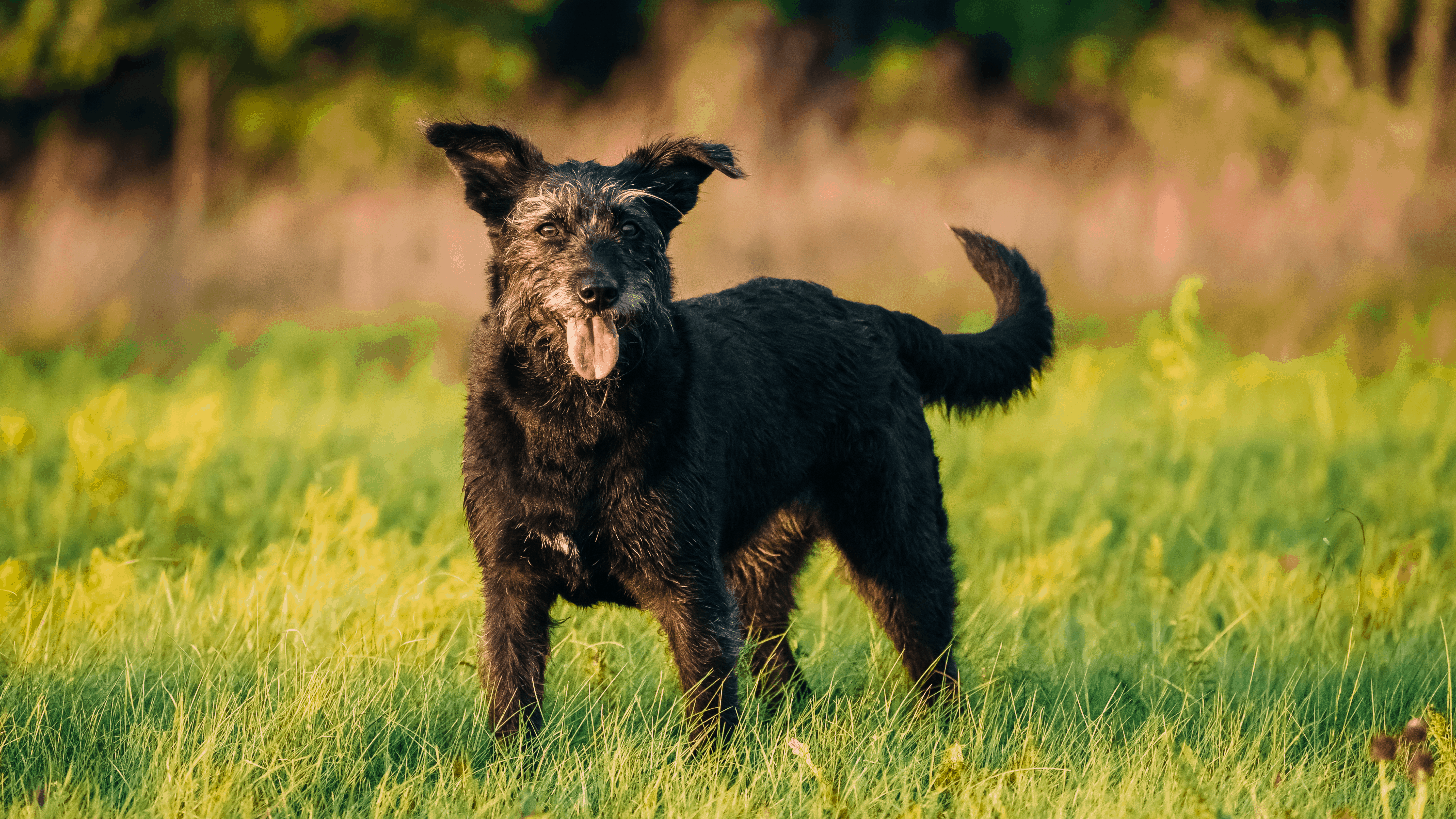 Regular practice helps your dog remember new tricks.