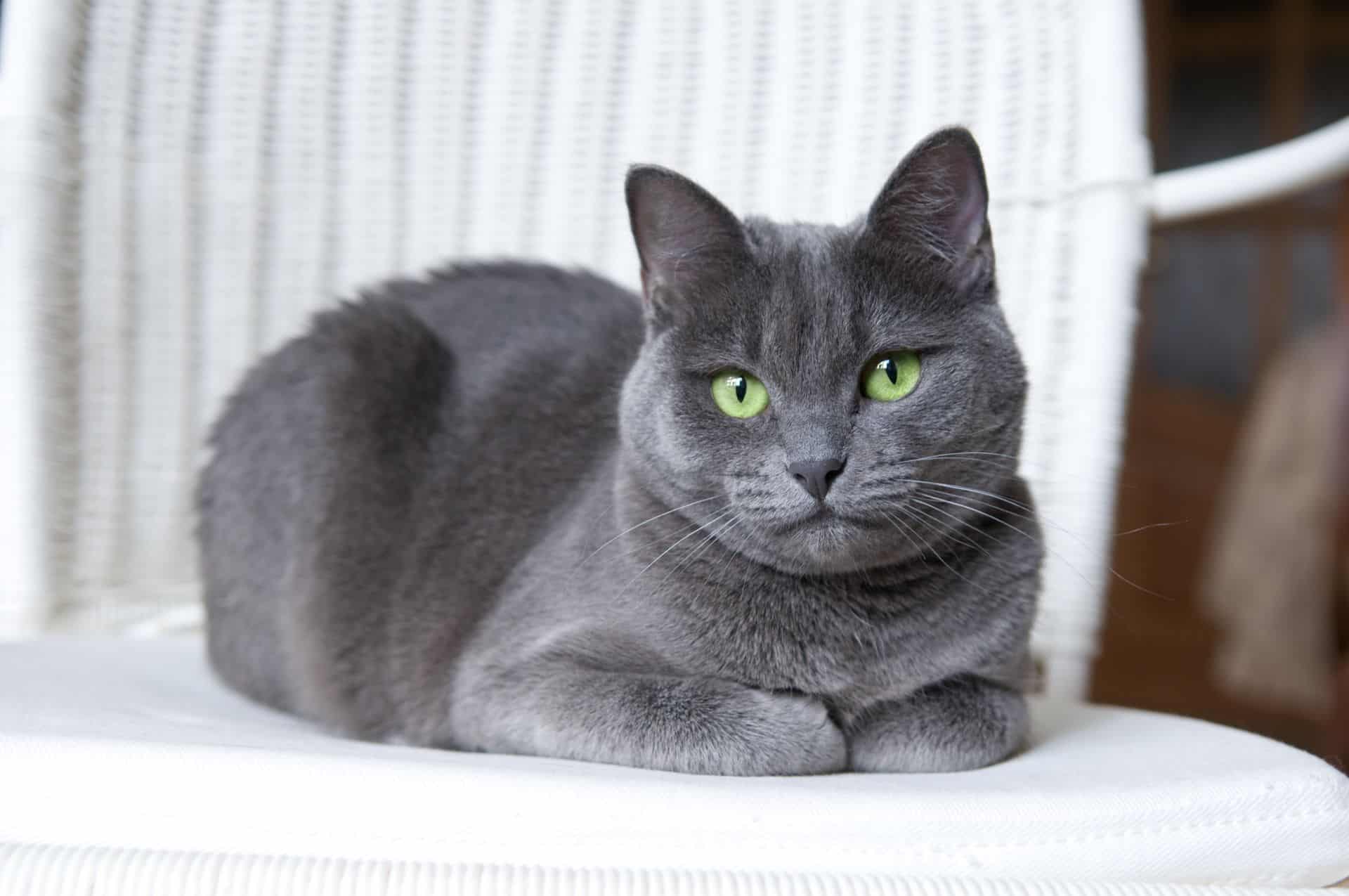 Russian Blues often have lower chances of getting sick.
