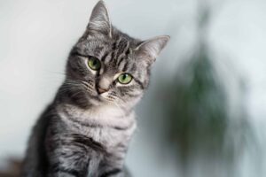 American Shorthair cats are considered healthy with their long life expectancy.