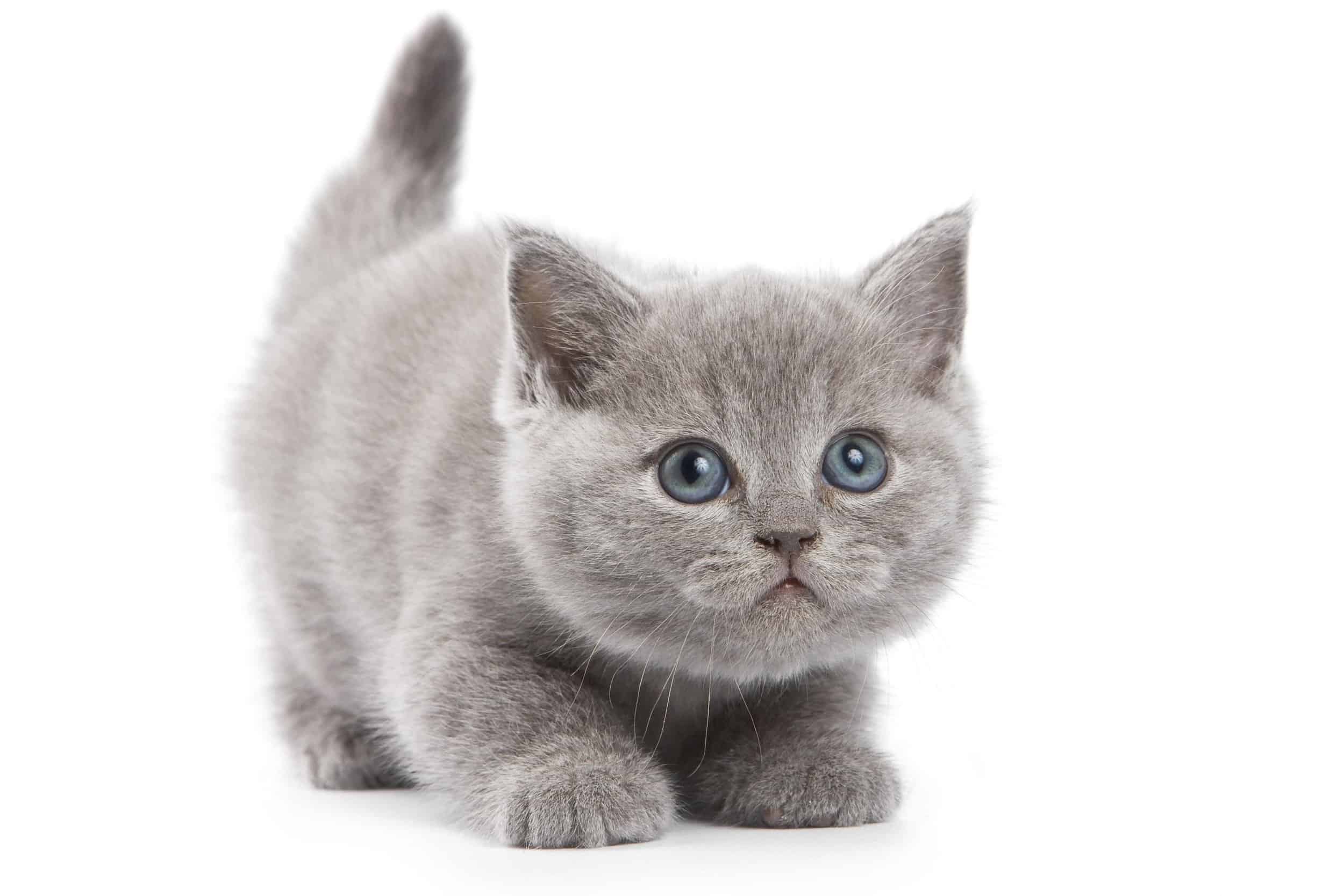 British Shorthair cats are considered to be fairly healthy.