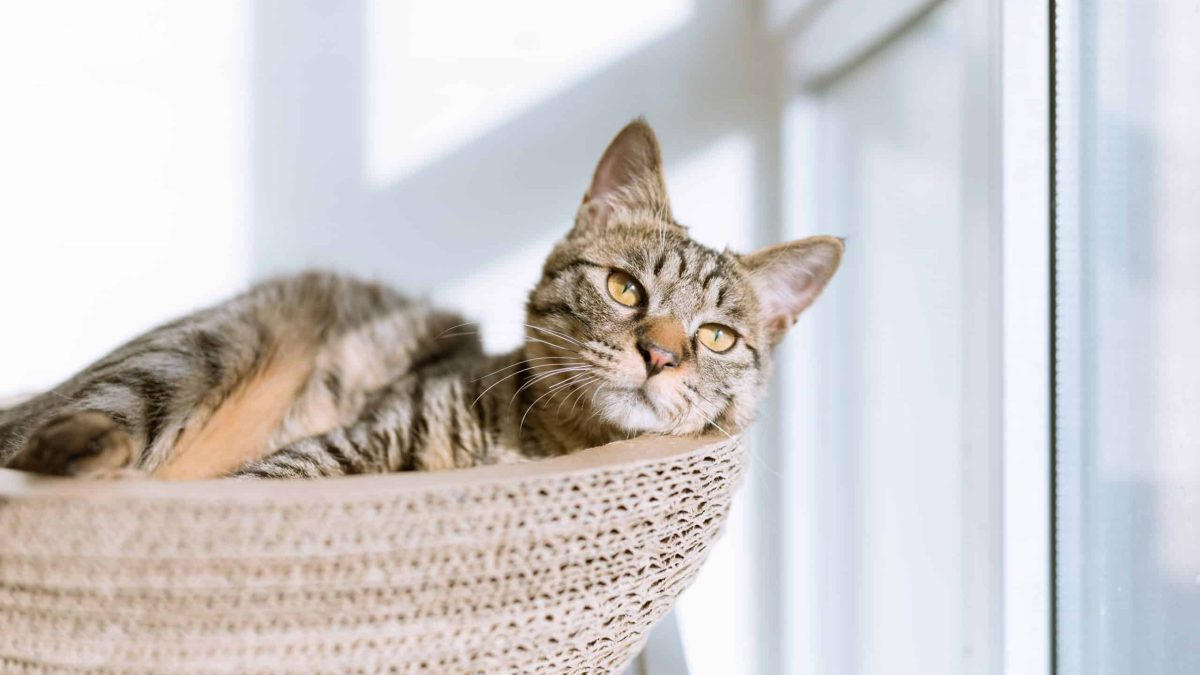Which Cats Have the Least Health Problems: Top Healthy Breeds Revealed