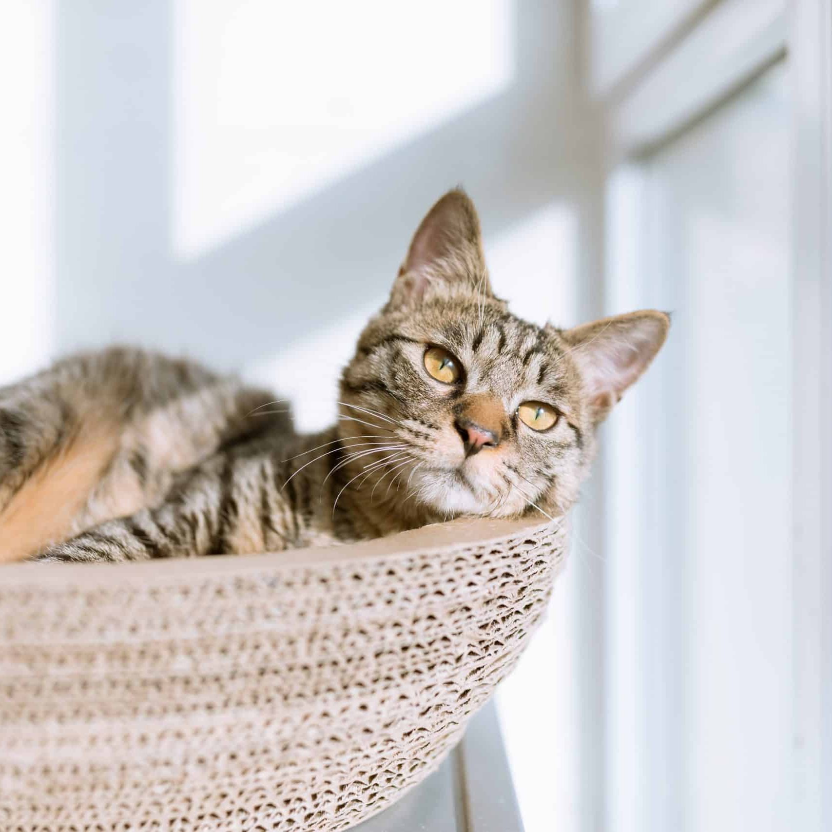 Which Cat Breeds are the Healthiest: Top Picks for Long Life