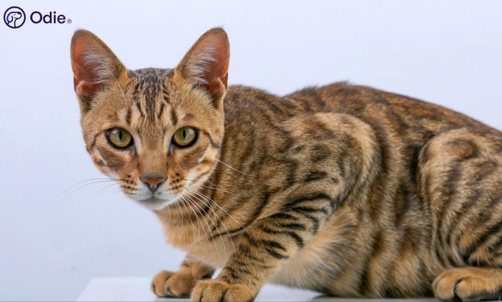 Bengal cat with spotted brown fur and green eyes crouching against a clean white background.