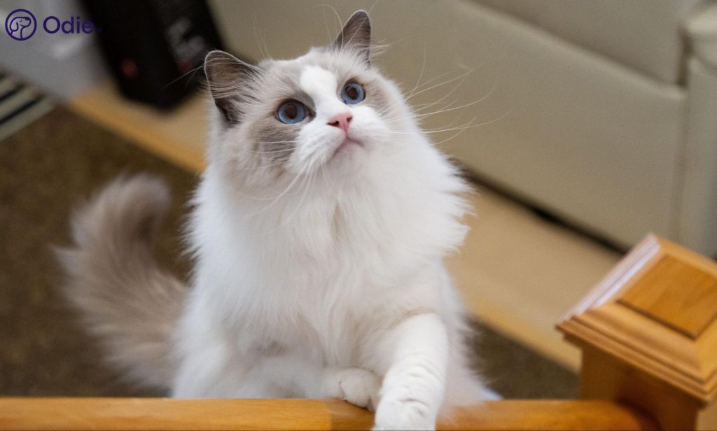 Fluffy Ragdoll cat with blue eyes looking up while leaning on a wooden stair banister.