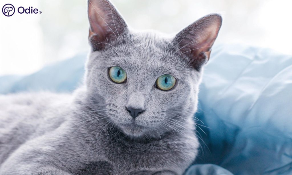 Sleek Russian Blue cat with vivid green eyes resting on a light blue pillow.