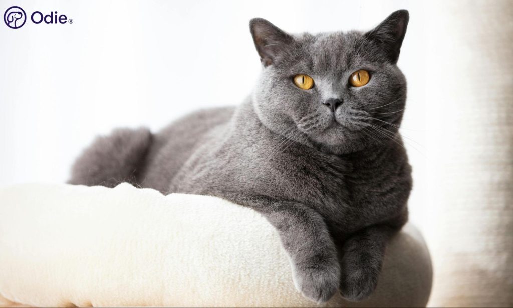 British Shorthair grey cat with bright copper eyes resting on a soft white cushion.
