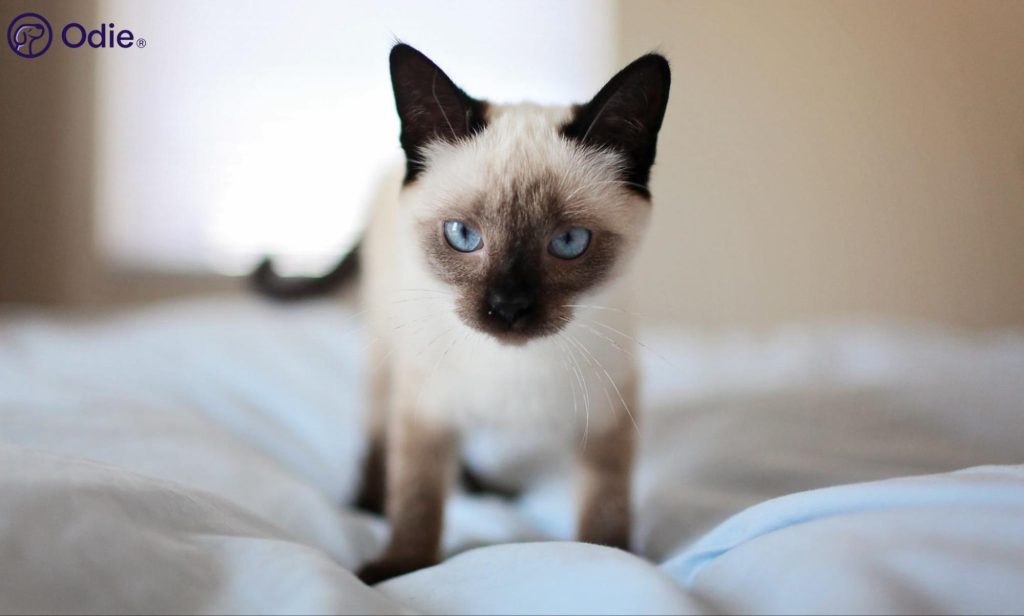Cute seal point Siamese kitten with bright blue eyes standing on a white bed.