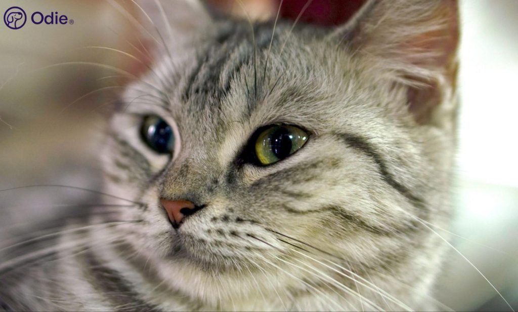 Extreme close-up portrait of an American Shorthair Cat with green eyes and striped fur.