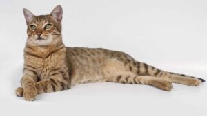 Savannah cats are not prone to dangerous medical conditions.