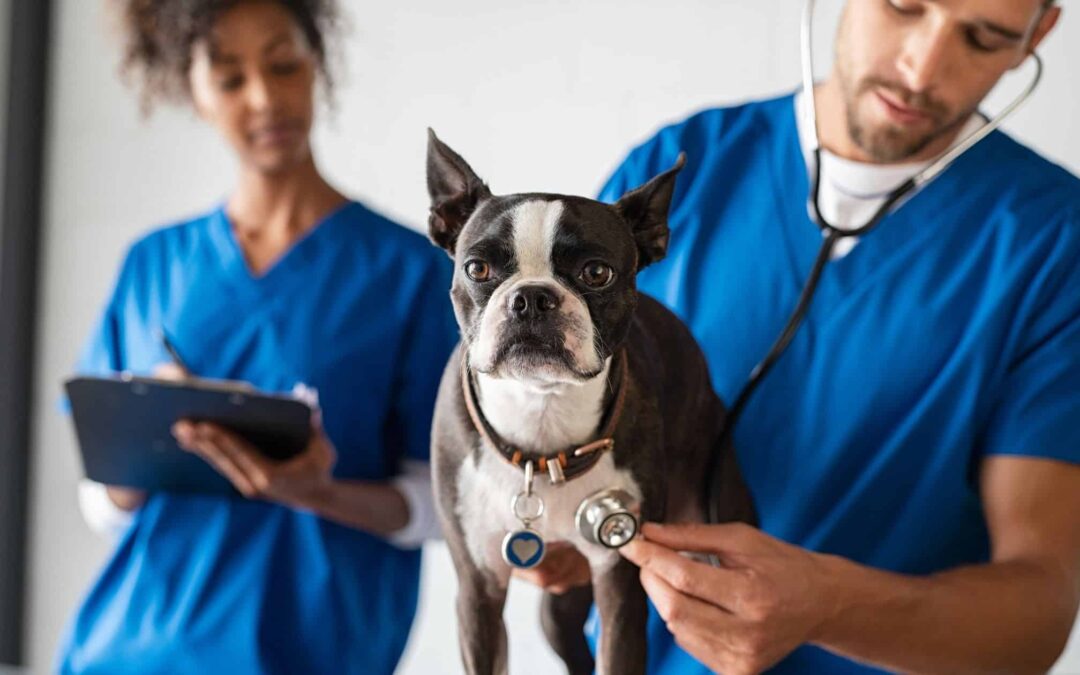 7 Questions to Ask During Your Vet Visit for Dogs