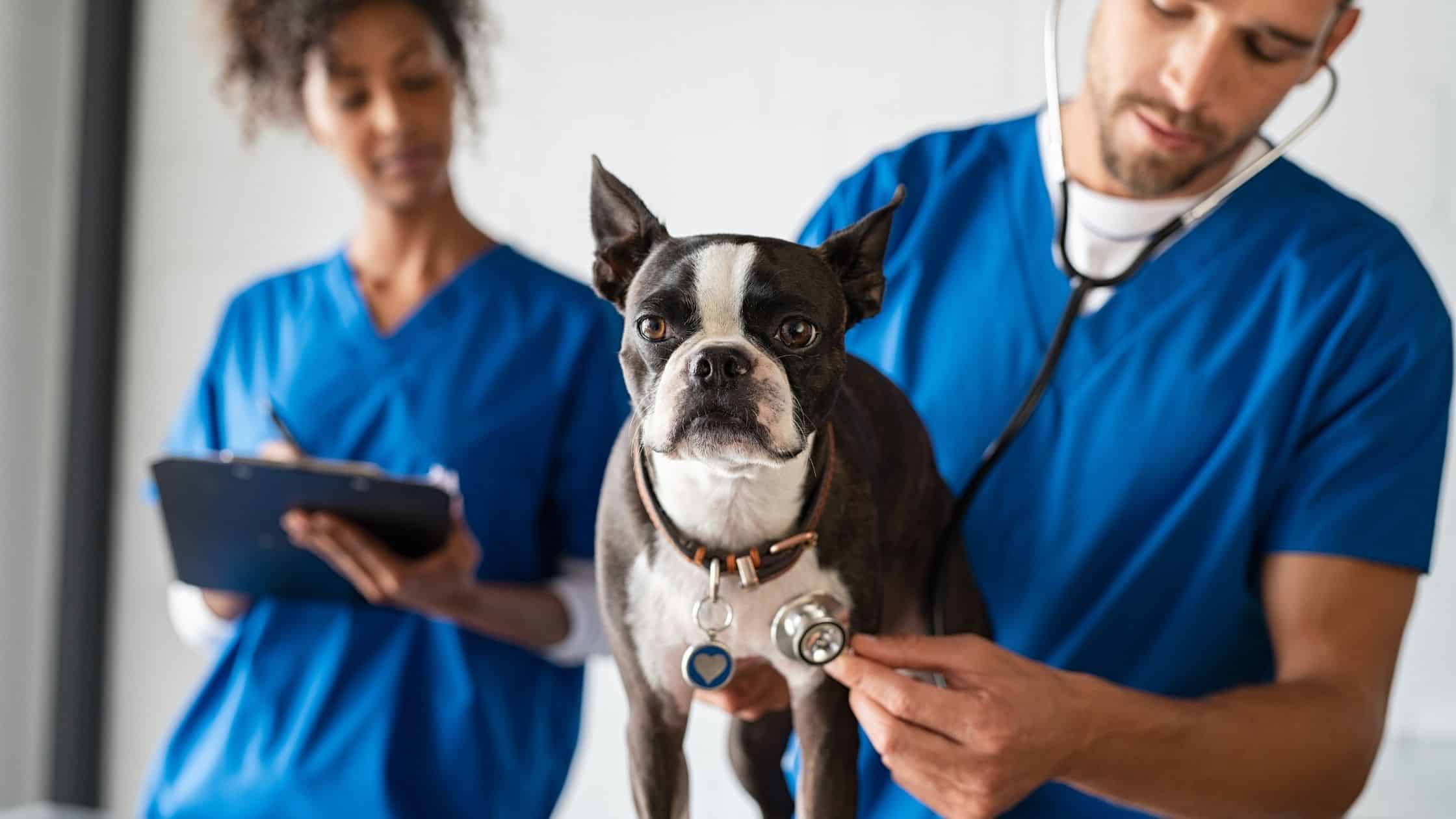 Questions you should ask on your vet visit regarding dogs