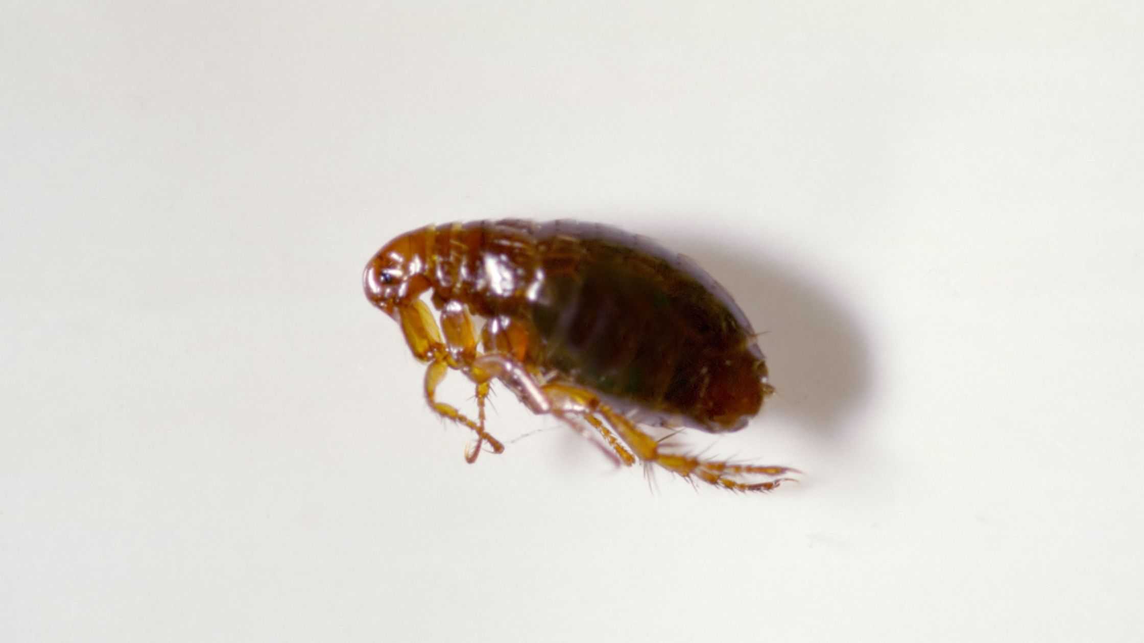 Fleas are common parasites that can irritate pets.