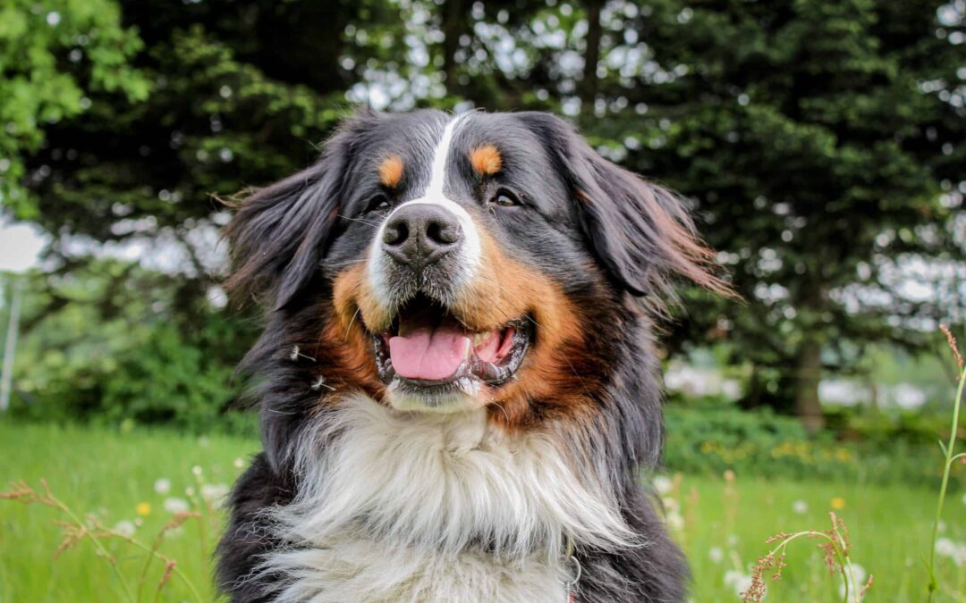 Top 5 Dog Breeds Most Likely to Get Cancer