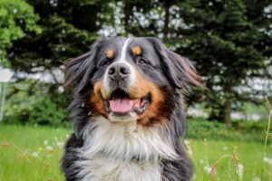 Dog breeds that are prone to cancer