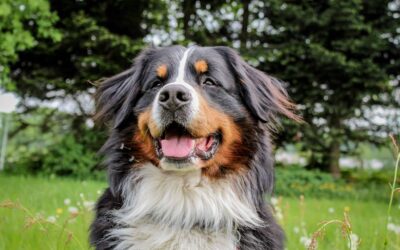 Dog breeds that are prone to cancer