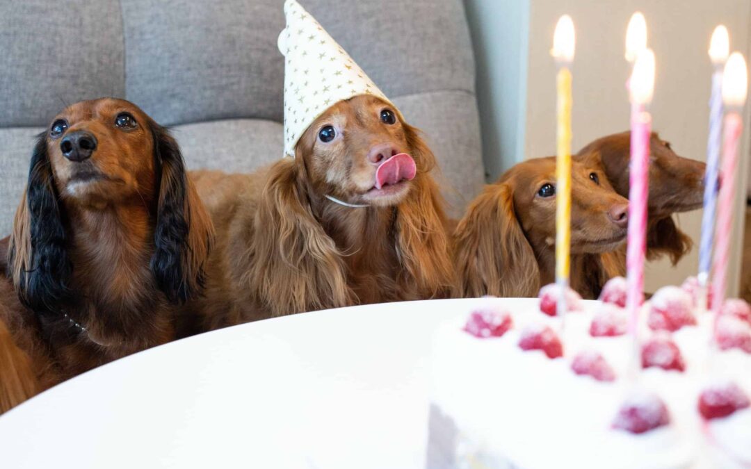 5 Fun Ways to Celebrate Your Dog’s Birthday