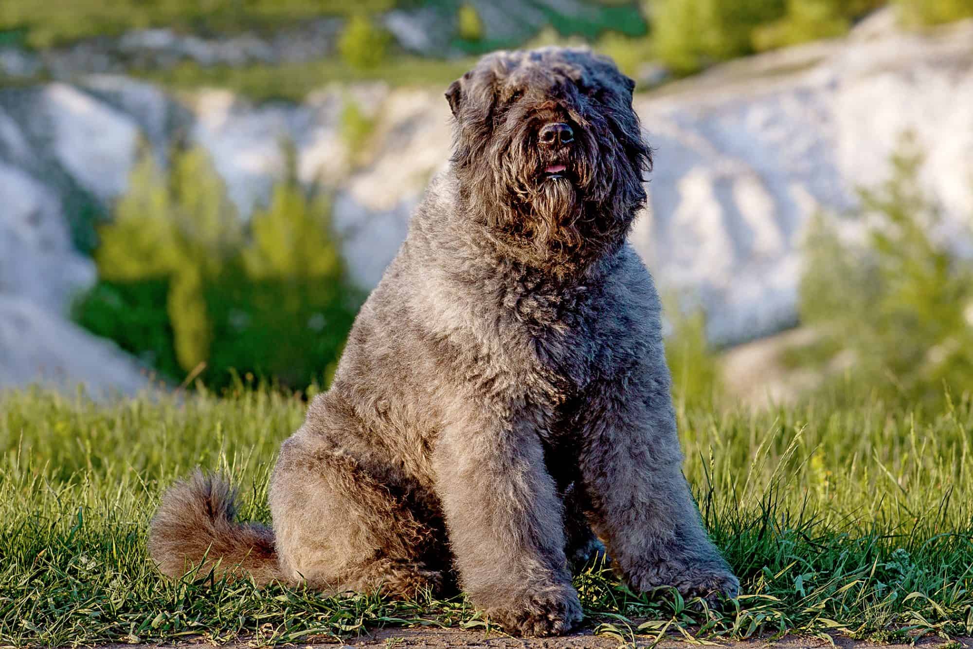 Bouvier des Flandres have a longer lifespan which is also a factor as to why they often get cancer.