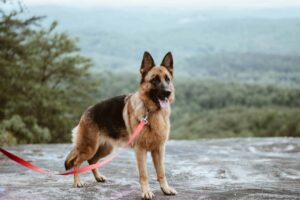 German Shepherds are prone to health risks such as cancer.