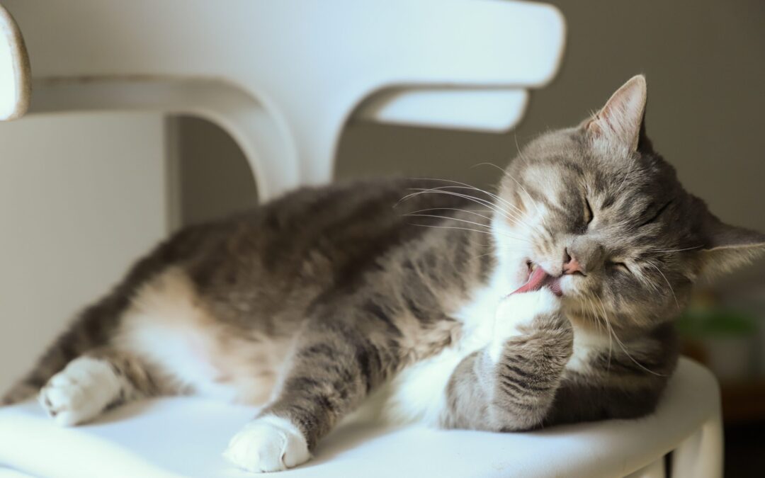 5 Ways to Improve Your Cat’s Hygiene
