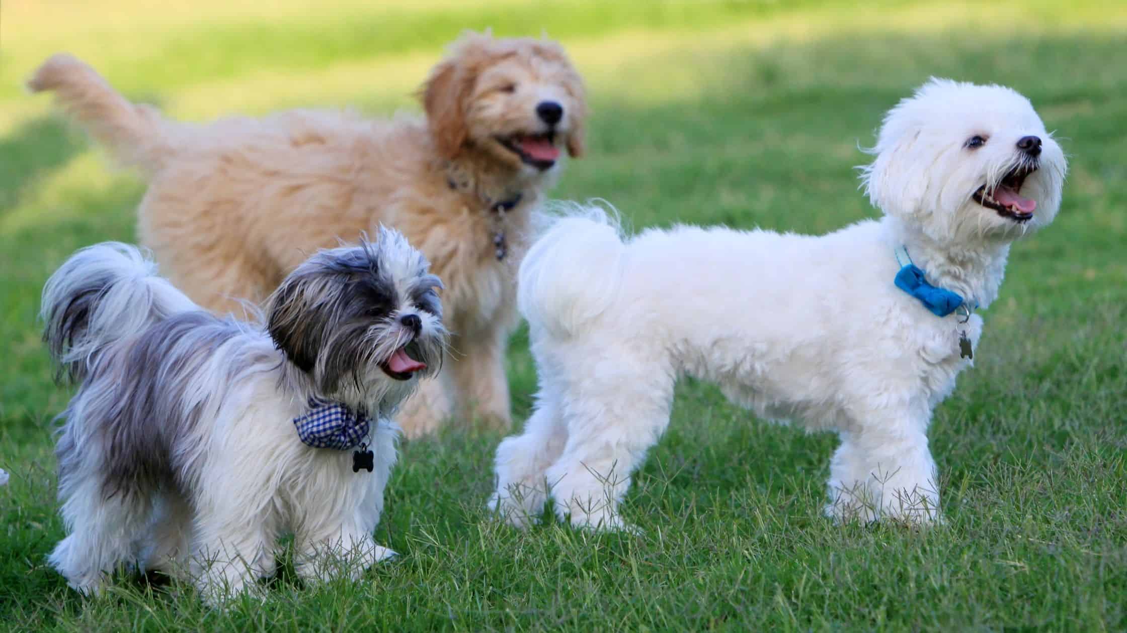 Ways to help socialize your dogs