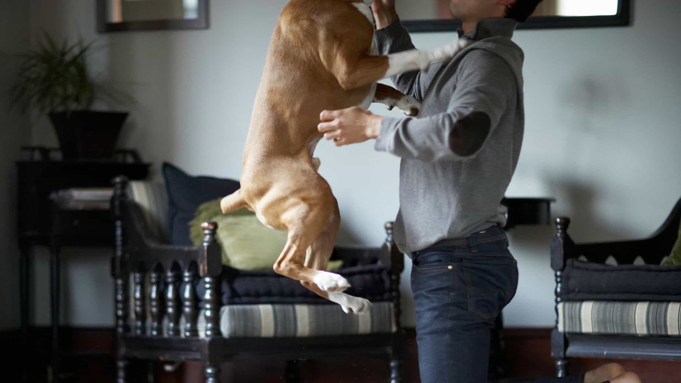 It is important to understand a dog's mindset to help them behave around guests.