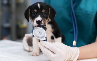 Recommended frequency for veterinary check-ups for pets