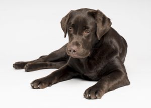 Labrador Retrievers are friendly, gentle and have endless energy.
